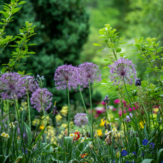 Planting and border tidy-ups